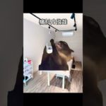 【残り161日】筋トレ初心者ジジイが初めてのフィジーク大会に向けて脱毛など