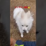 衝撃映像#子犬#ポメラニアン#ペット#ダイエット#癒#かわいい#子猫#痩#cat#dog#Pomeranian#cute#Healing#面白い#爆笑#健康#しつけ#感動#激怒#ブチ切れ#爆食#大食い
