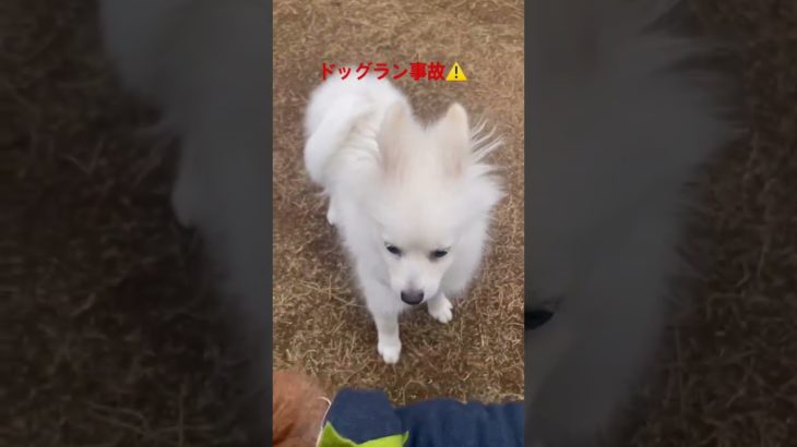 衝撃映像#子犬#ポメラニアン#ペット#ダイエット#癒#かわいい#子猫#痩#cat#dog#Pomeranian#cute#Healing#面白い#爆笑#健康#しつけ#感動#激怒#ブチ切れ#爆食#大食い