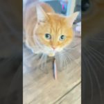 ママのメイク道具を泥棒する、手足の短い猫