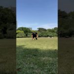 .#マジックプッシュアップ #MagicPushUp #Calisthenics #プッシュアップバー #自重トレ #筋トレショート #workoutshorts #体幹トレ #ストリートワークアウト