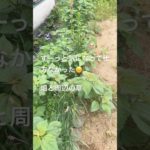 晴れ間に草取り！#shrots #ずぼら主婦 #ダイエット #生活習慣病 #草取り